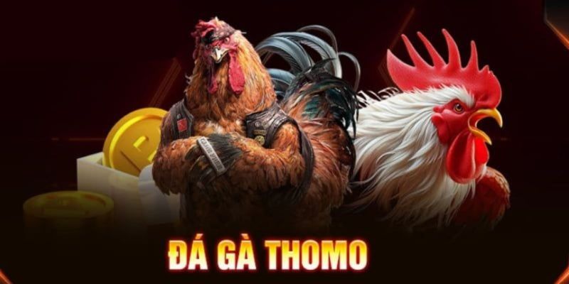 Đá gà thomo campuchia 79king